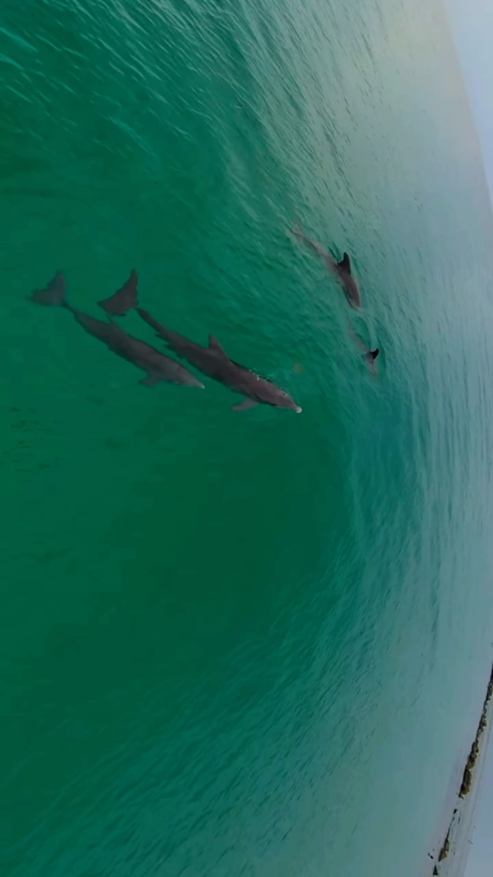 Grupo de delfines nadando en agua turquesa visto desde arriba